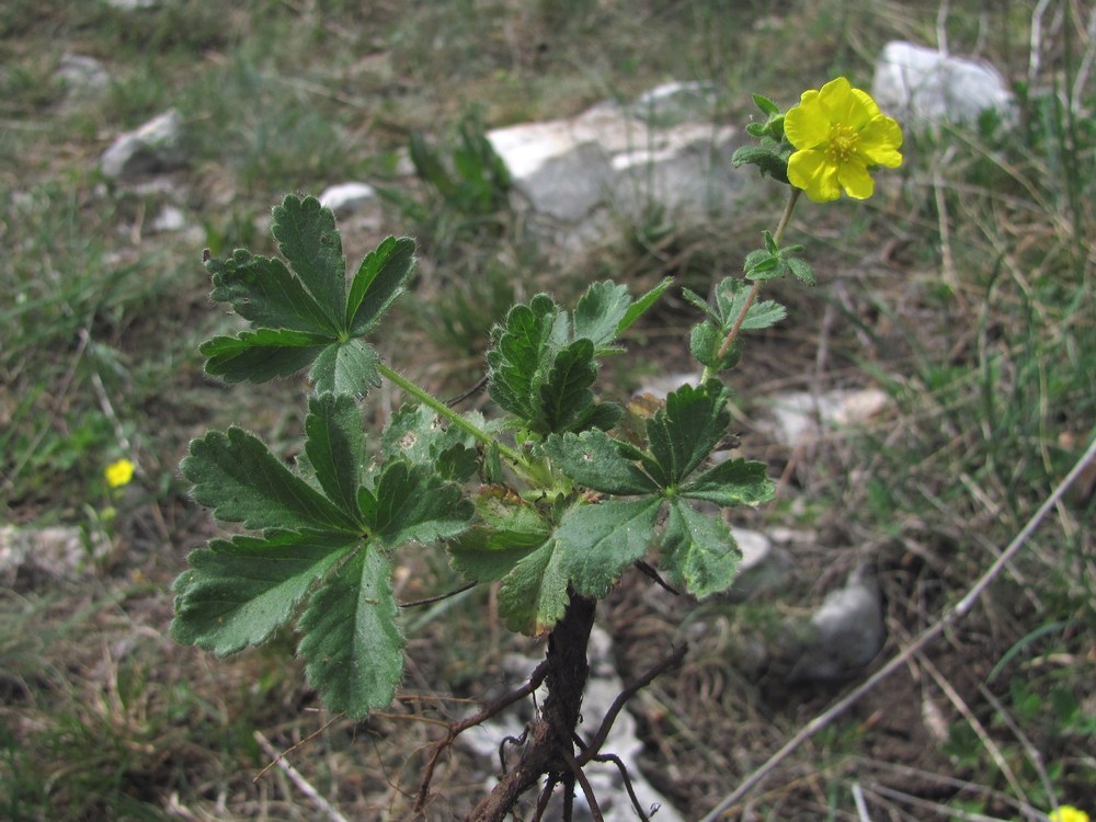 Image of Potentilla depressa specimen.