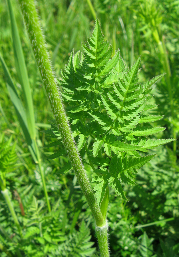 Image of Chaerophyllum aureum specimen.