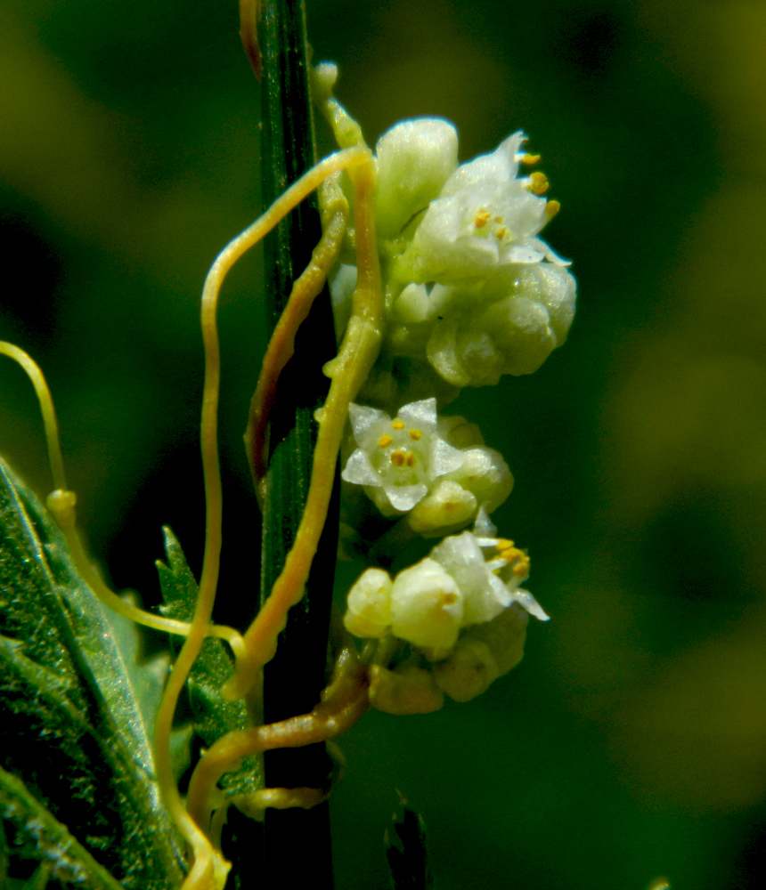 Image of Cuscuta cesatiana specimen.