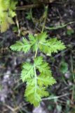 Aulacospermum simplex. Прикорневой лист. Узбекистан, Ташкентская обл., зап. отроги Чаткальского хр., ур. Чимган, ущ. Катта-Коксай. 14.07.2012.