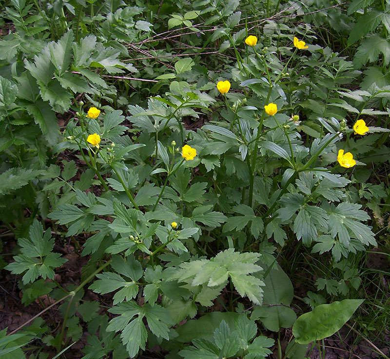 Image of Ranunculus repens specimen.