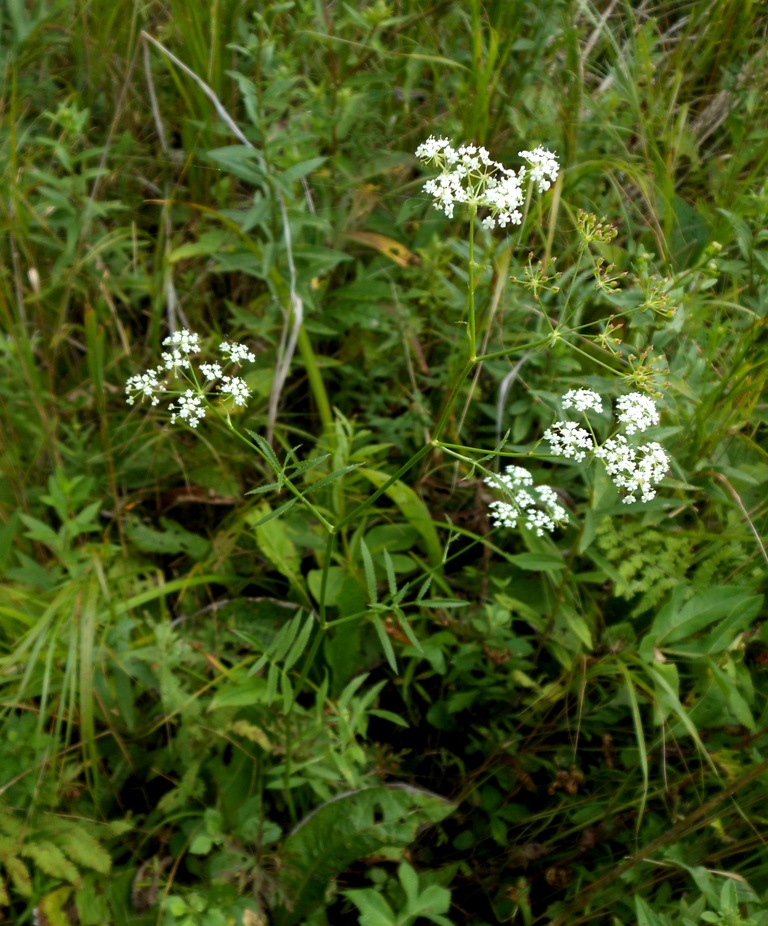 Image of Sium tenue specimen.