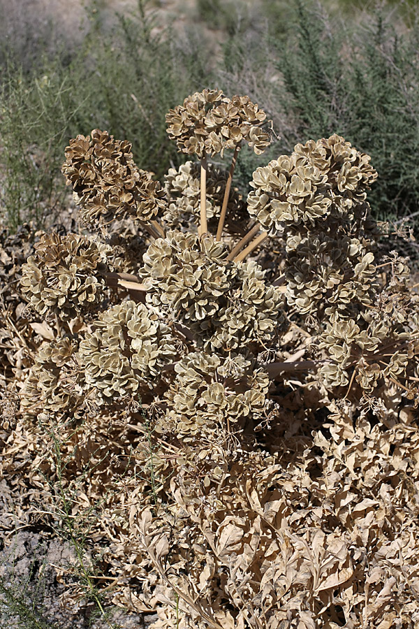 Image of Ferula foetida specimen.