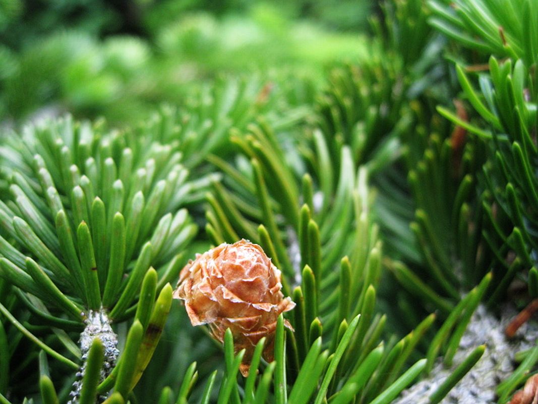 Изображение особи Picea ajanensis.