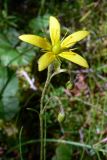 Saxifraga hirculus