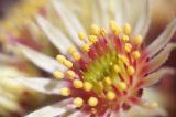 Sempervivum ruthenicum