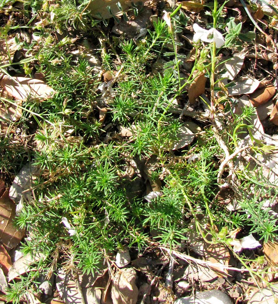 Image of Linum milletii specimen.