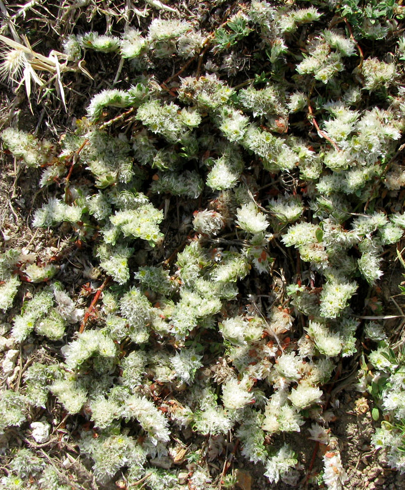 Image of Paronychia capitata specimen.