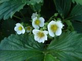 Fragaria × ananassa. Цветущее растение. Чувашия, Моргаушский р-н. Май 2009 года.