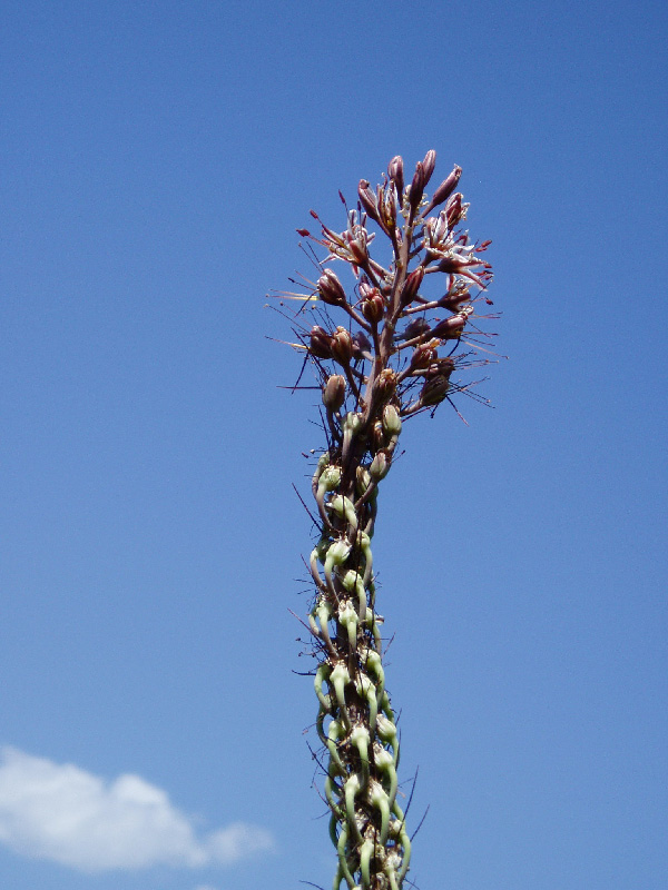 Изображение особи Eremurus regelii.