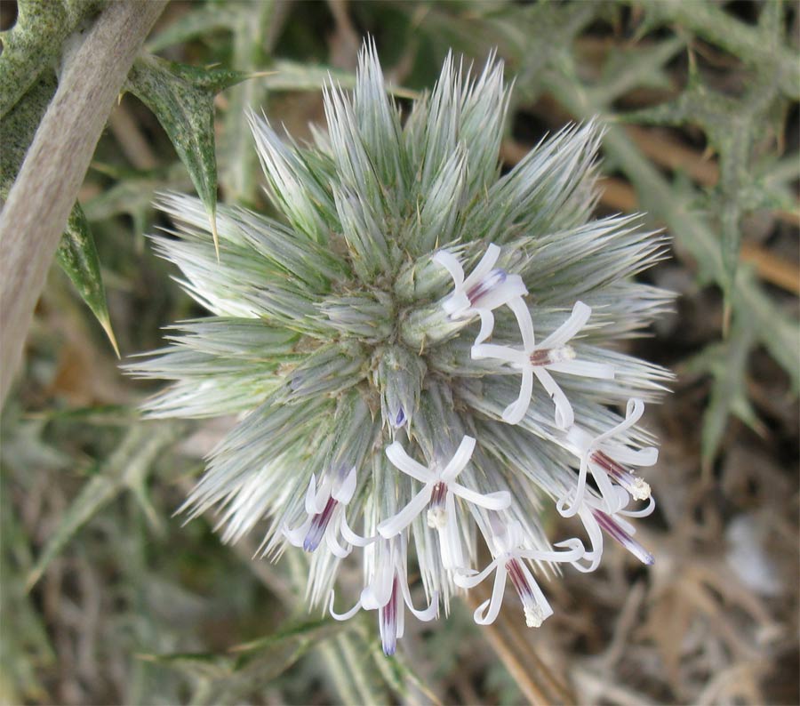 Изображение особи Echinops philistaeus.