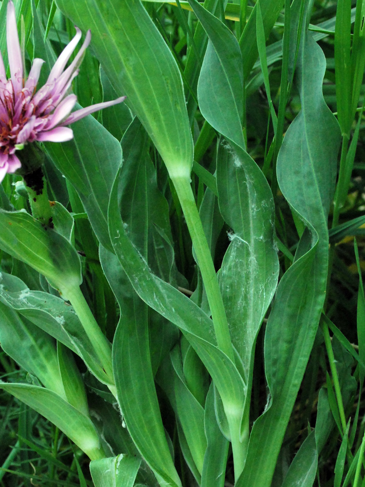 Изображение особи Tragopogon malikus.