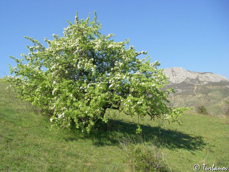 Image of Pyrus elaeagrifolia specimen.