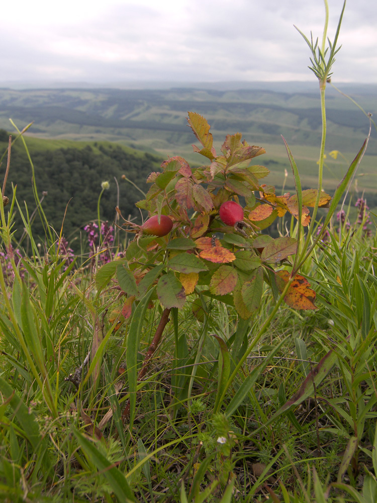 Image of Rosa buschiana specimen.