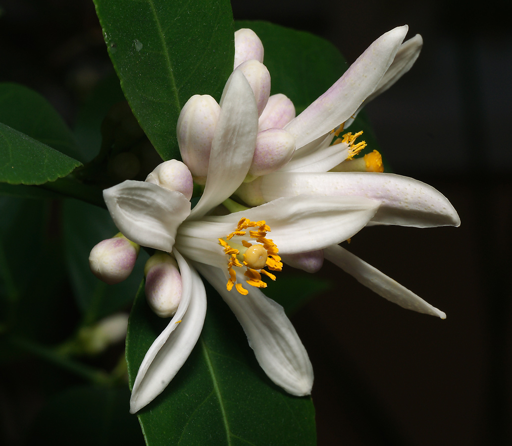 Image of Citrus limon specimen.