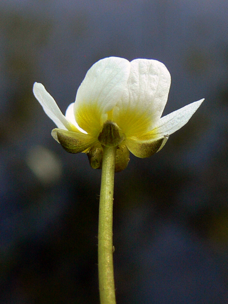 Изображение особи Ranunculus circinatus.