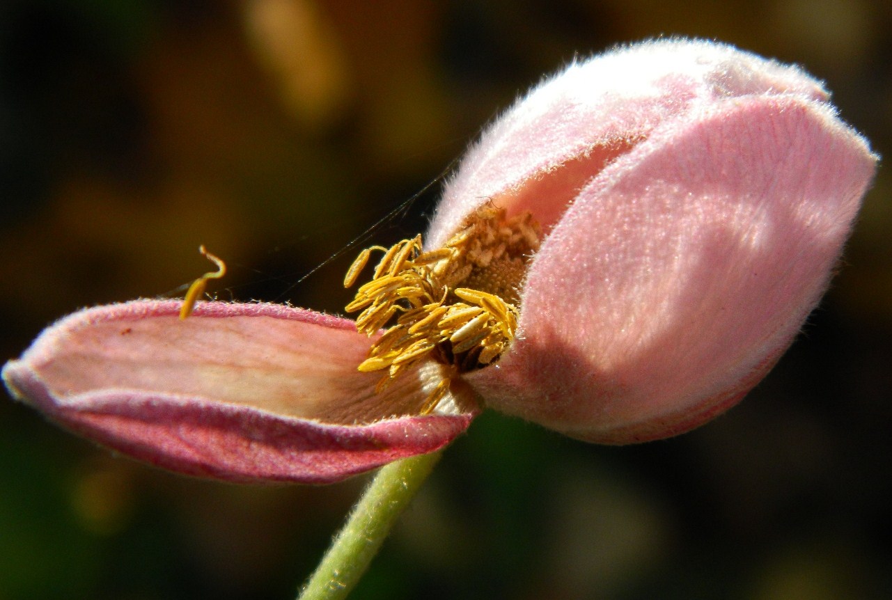 Изображение особи Anemone hupehensis.