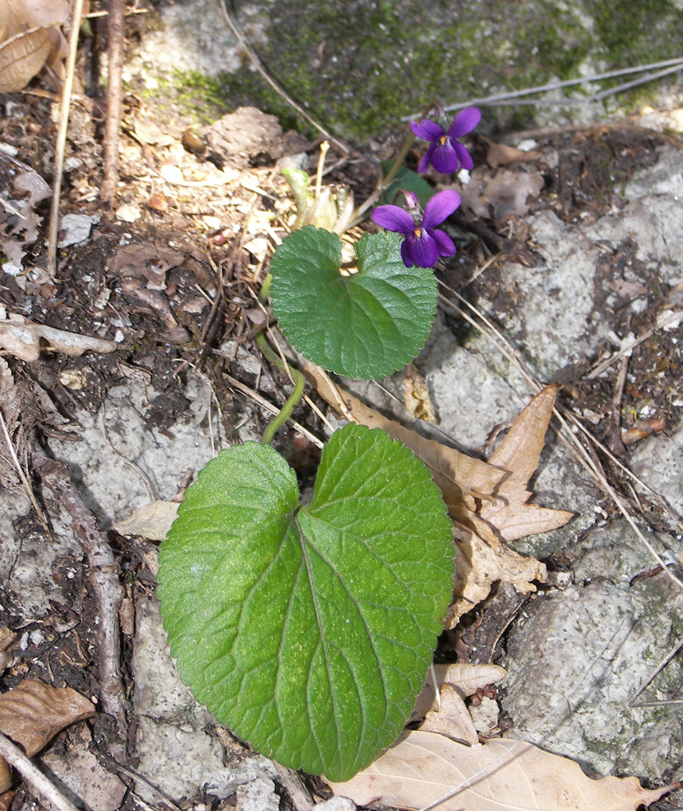 Image of Viola wiedemannii specimen.