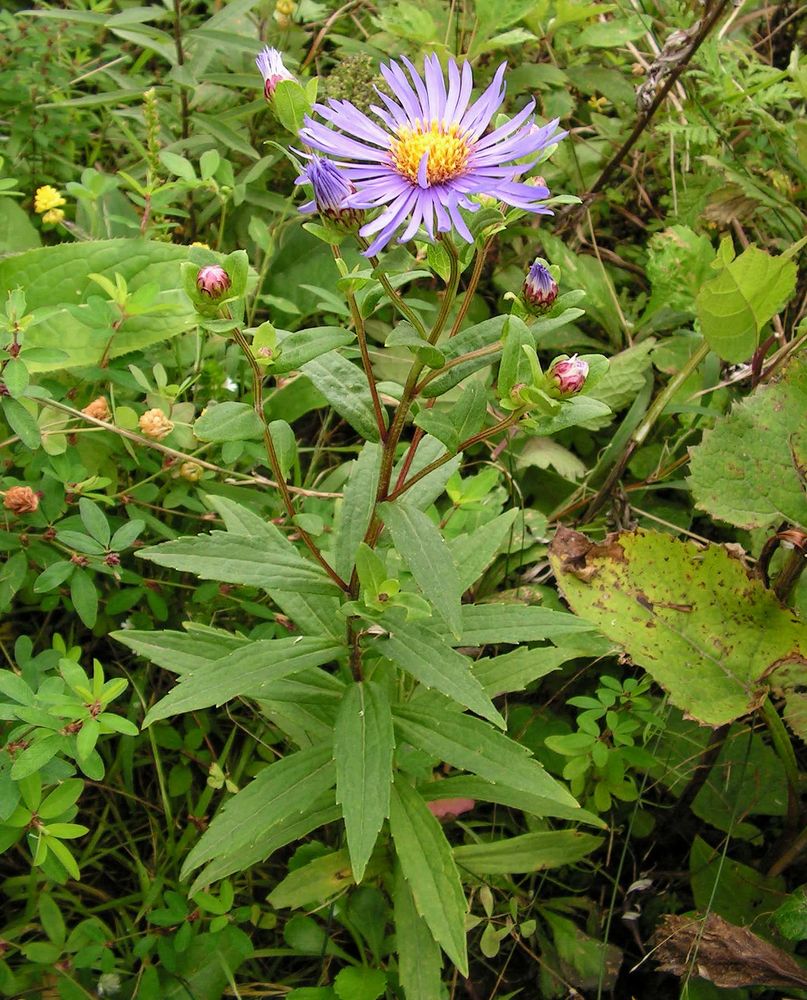 Image of Aster maackii specimen.