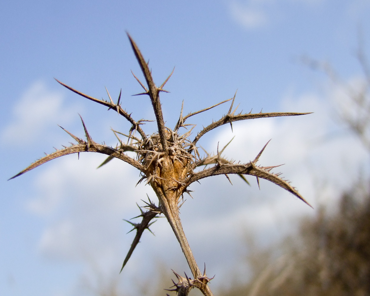 Image of Carlina curetum specimen.