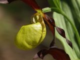 Cypripedium calceolus. Цветок. Московская обл., Талдомский р-н, близ пгт Запрудня. 21.05.2010.