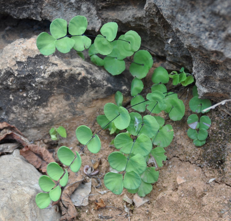 Image of Adiantum balfourii specimen.