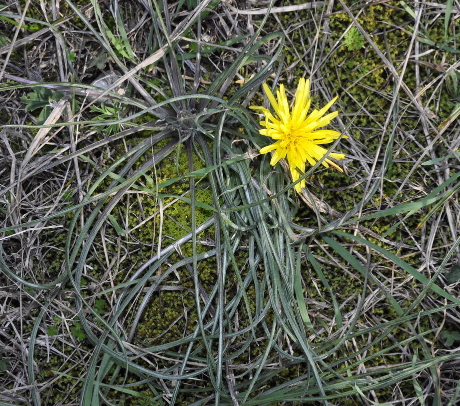 Image of genus Scorzonera specimen.