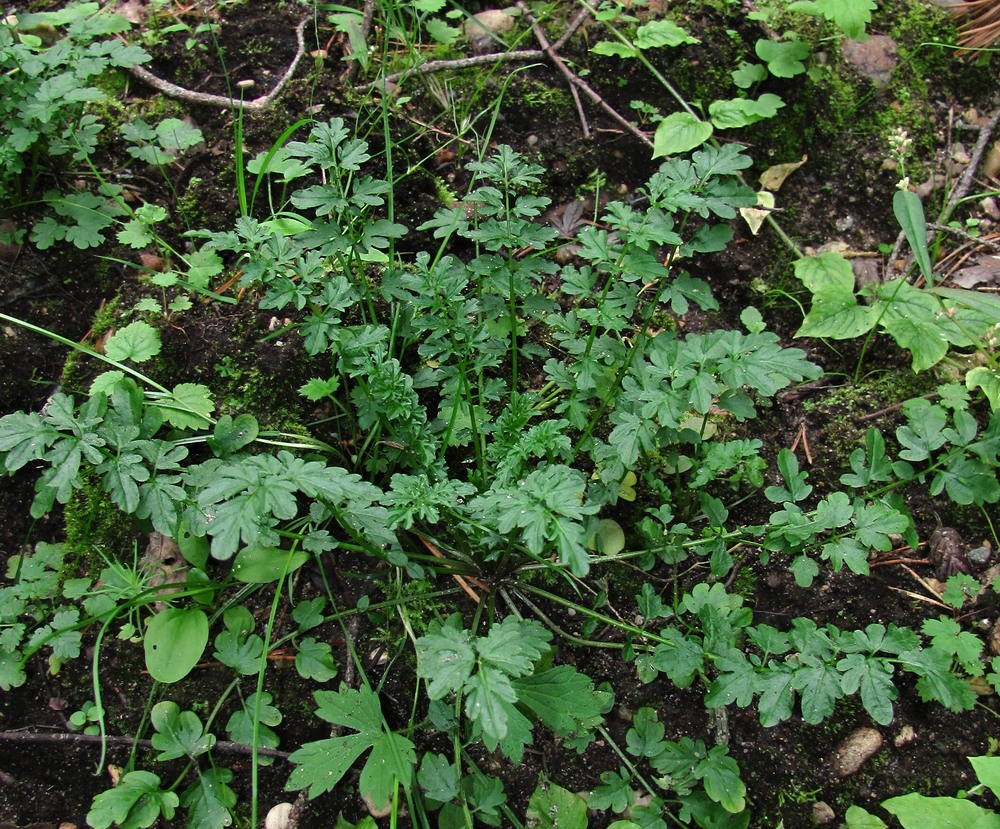 Image of Cardamine impatiens specimen.