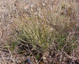 Ephedra distachya