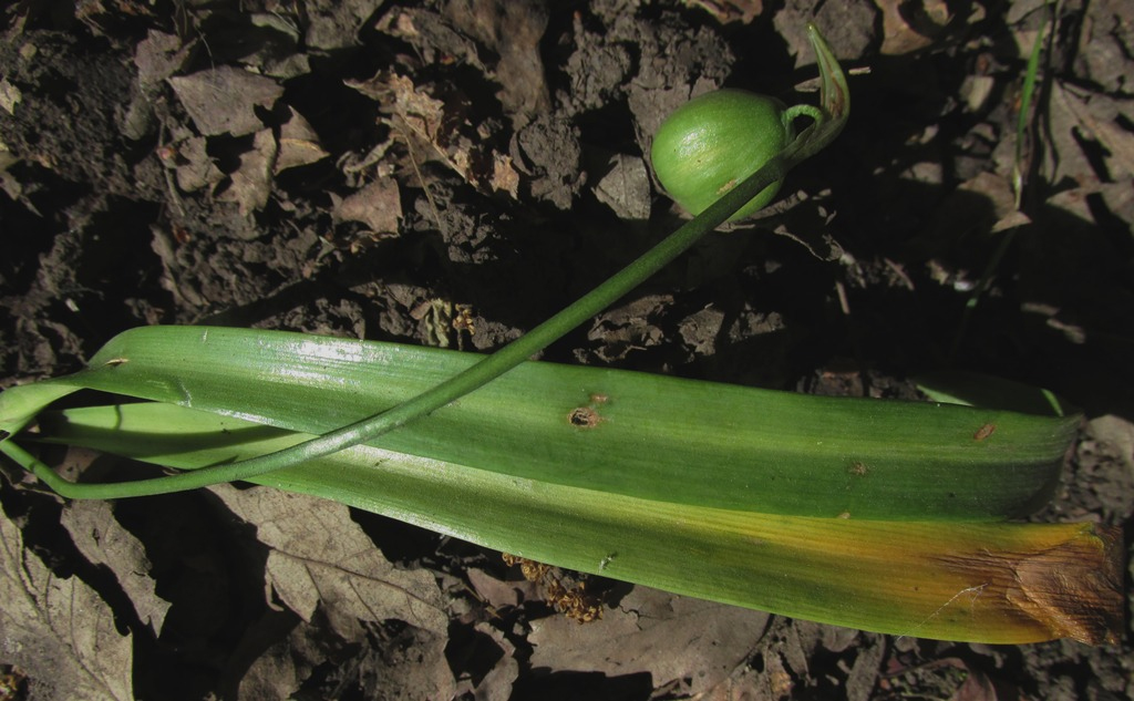 Image of Galanthus caspius specimen.