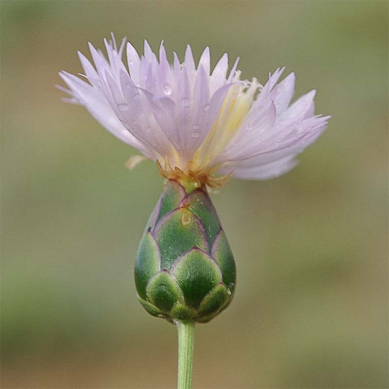 Image of Amberboa nana specimen.