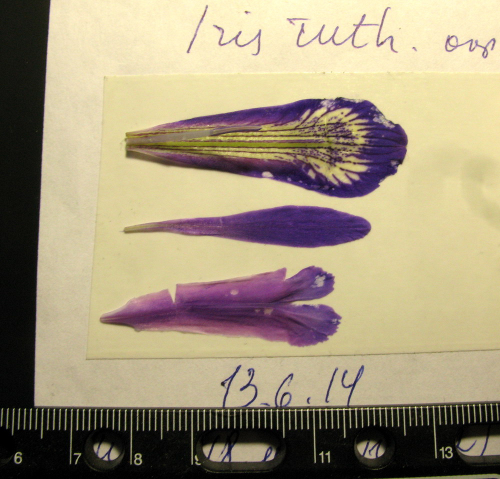 Image of Iris ruthenica specimen.