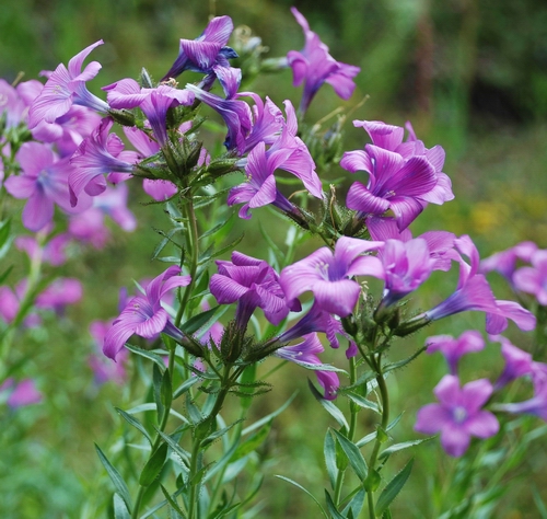 Image of Linum heterosepalum specimen.