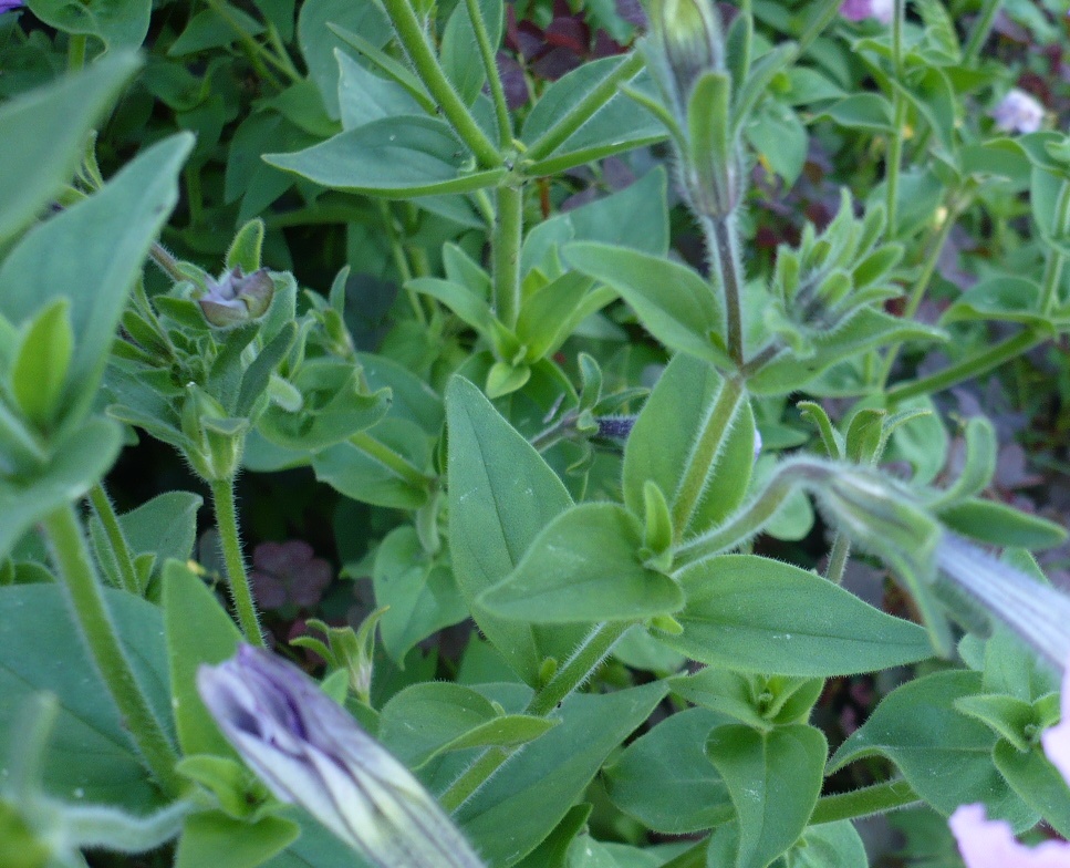 Image of Petunia &times; hybrida specimen.