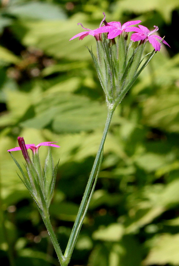 Image of Dianthus armeria specimen.