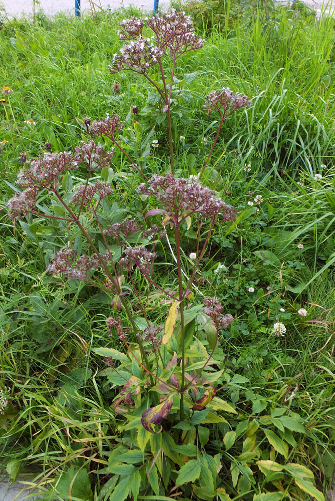 Image of genus Valeriana specimen.