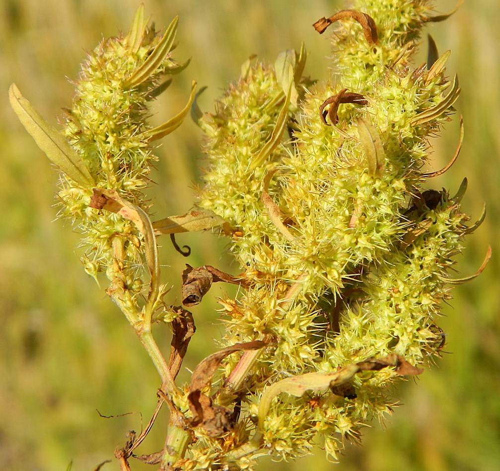 Image of Rumex maritimus specimen.