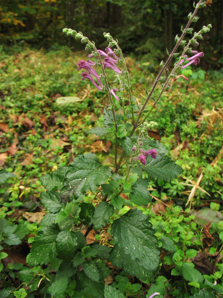 Изображение особи Scutellaria columnae.