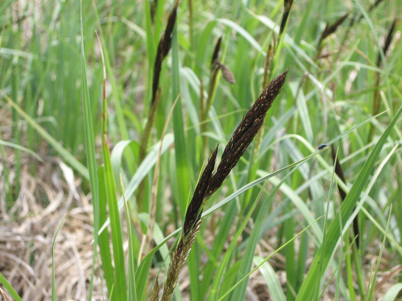 Image of Carex riparia specimen.