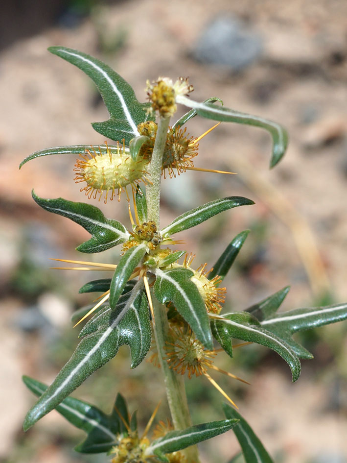 Image of Xanthium spinosum specimen.