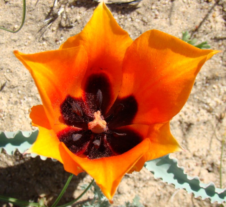 Image of Tulipa borszczowii specimen.