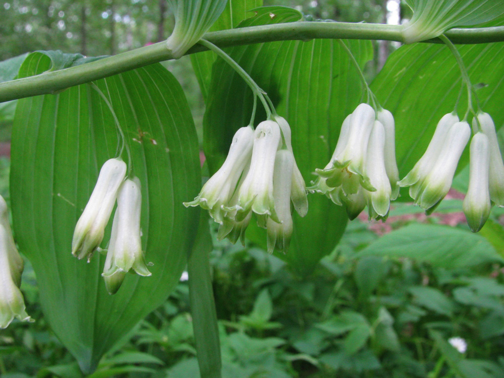 Изображение особи Polygonatum multiflorum.