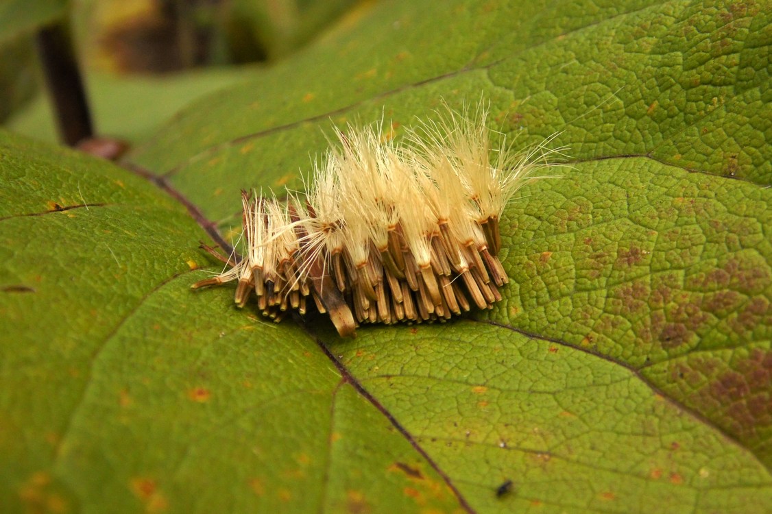 Image of Inula helenium specimen.