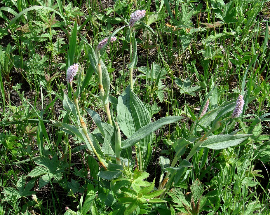 Image of Bistorta officinalis specimen.