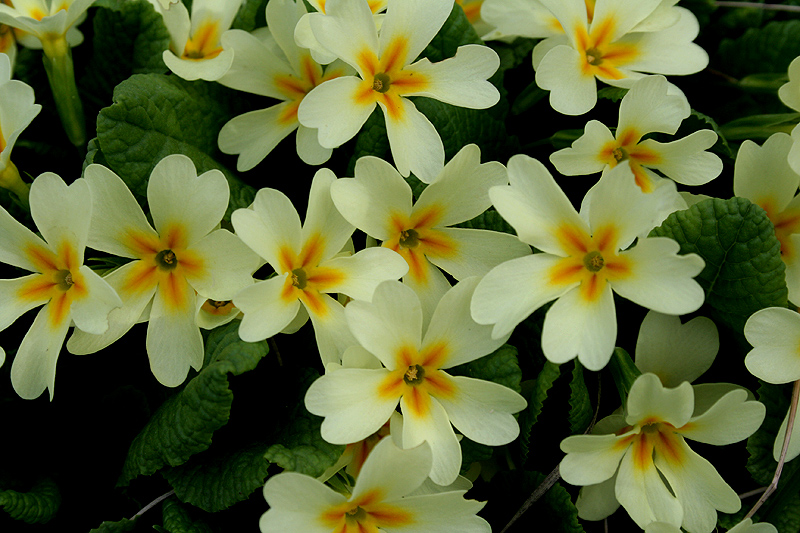 Изображение особи Primula vulgaris.