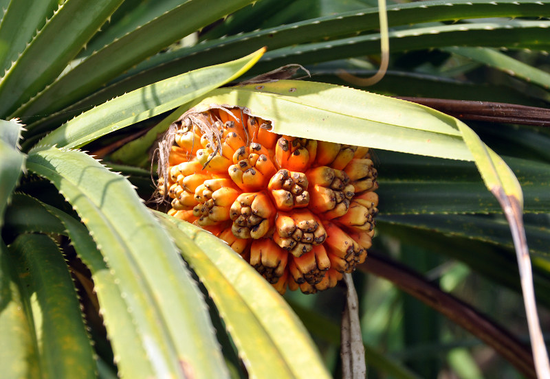 Image of Pandanus tectorius specimen.