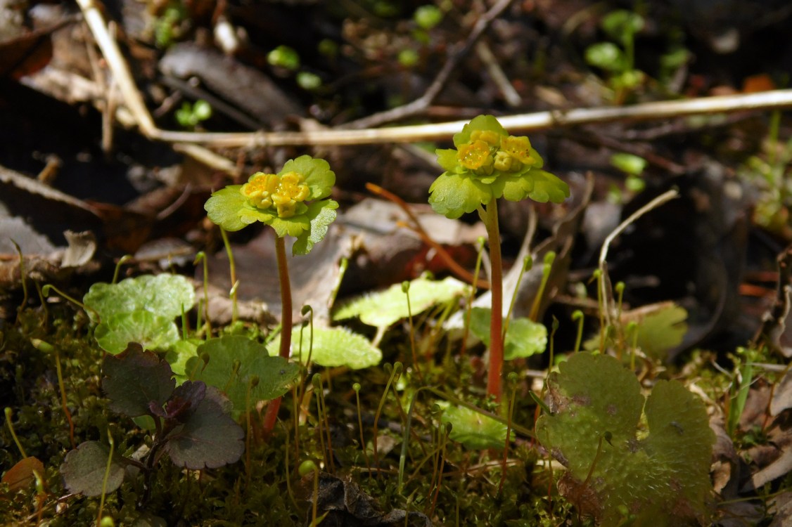 Изображение особи Chrysosplenium alternifolium.