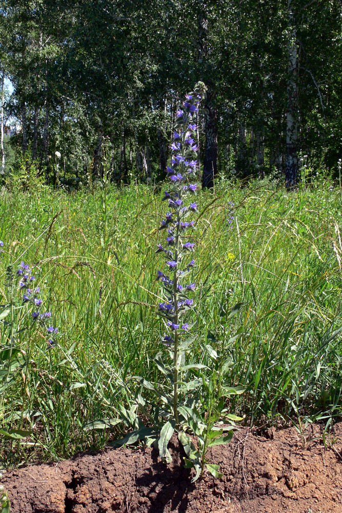 Image of Echium vulgare specimen.