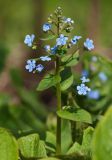 Brunnera sibirica. Верхушка цветущего растения. Мурманск, МГГУ, в культуре. 29.05.2015.