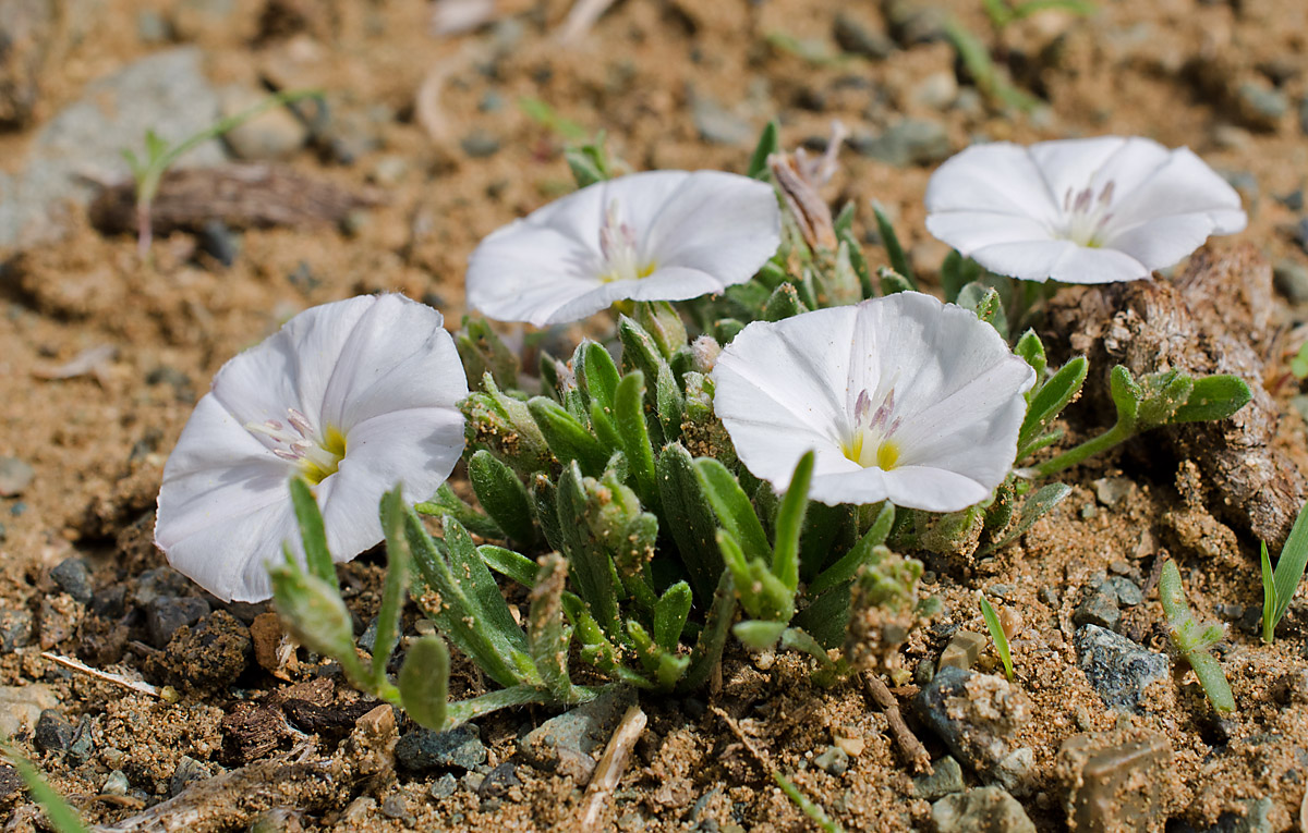 Image of Convolvulus ammannii specimen.